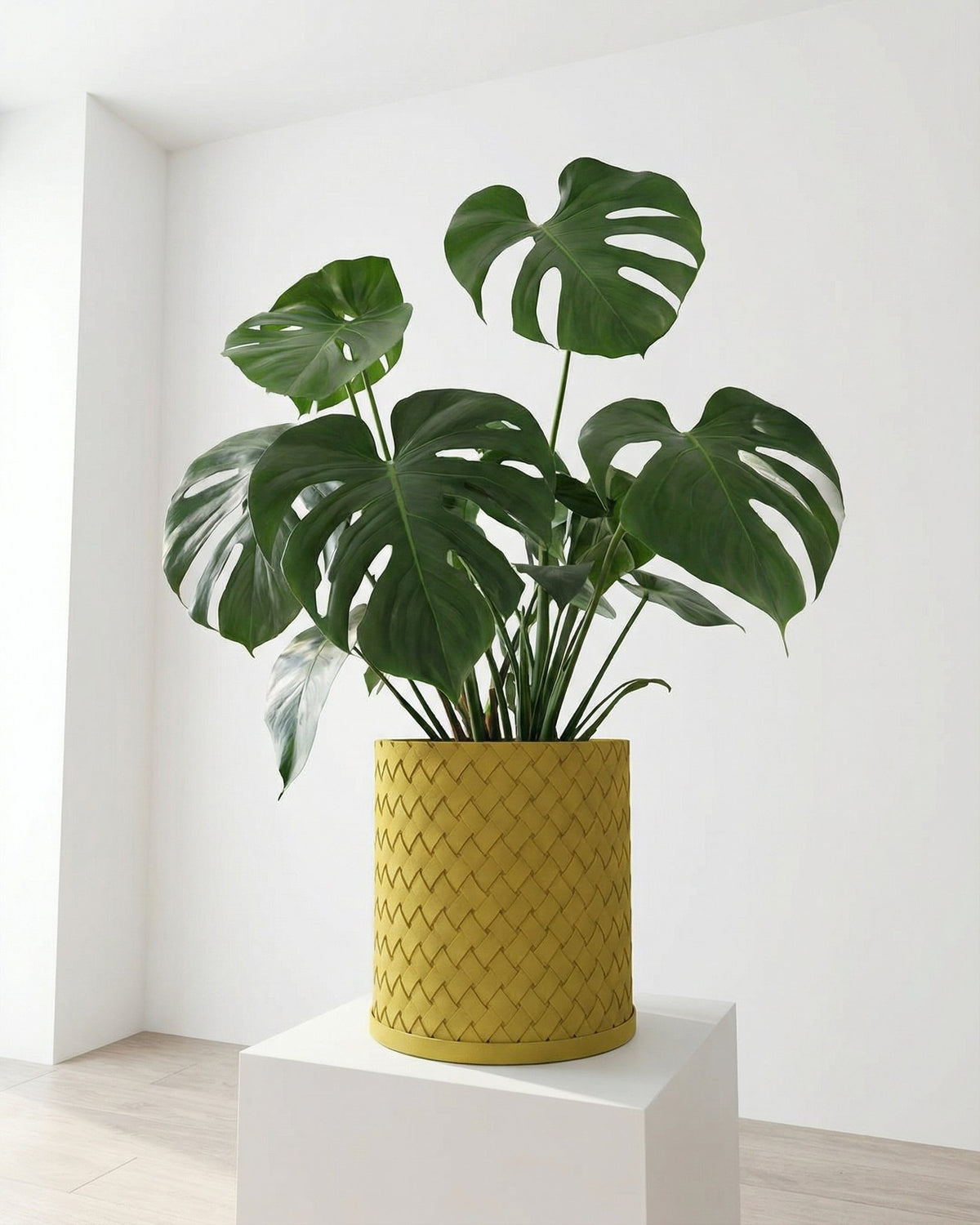 A Monstera plant in a yellow woven planter pot sits on a white pedestal against a white wall.