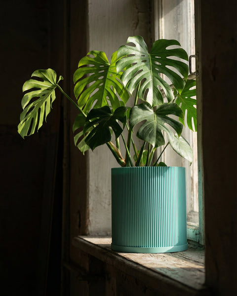 A Monstera plant in a ribbed, cylindrical, light blue planter pot sits on a weathered windowsill, bathed in sunlight.