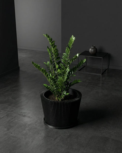 A plant with variegated leaves in a black planter pot with a geometric pattern, sitting on a windowsill in warm sunlight.