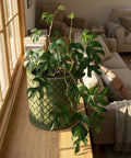 A green Rhaphidophora tetrasperma plant in a green woven planter pot sits on a wooden surface near a window.