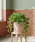 A vibrant pothos plant overflows from a pink woven planter pot, perched on a light wooden stool against a two-toned wall.