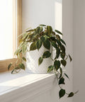 A green plant in a white woven planter pot sits on a white windowsill next to a window.