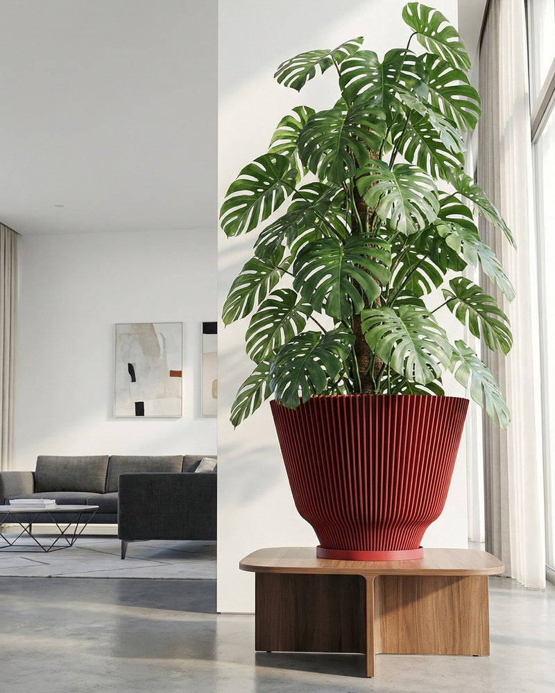A tall, vibrant green Monstera plant is potted in a striking, vertically ribbed red planter. The planter sits atop a modern, light-wood table with a unique, open base design. The setting is a bright, minimalist living space with a gray sofa, abstract art, and sheer white curtains.