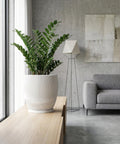 A ZZ plant in a white, modern planter pot sits on a wooden table in a stylish living room.