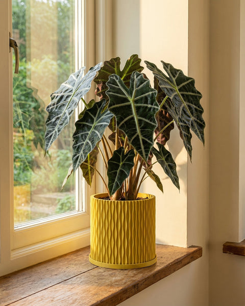 A yellow planter pot with a trailing plant sits on a wooden table next to a gray sofa. The pot has a textured, swirling design.