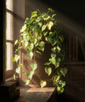 A planter pot with a heartleaf philodendron plant sits on a windowsill, bathed in sunlight. The pot is brown with vertical ridges.