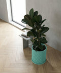 A Philodendron Pink Princess plant sits in a textured, light blue planter pot on a wooden surface. The background is a yellow wall.