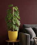 A tall Monstera plant in a yellow woven-texture planter pot sits on a wooden table next to a gray sofa.