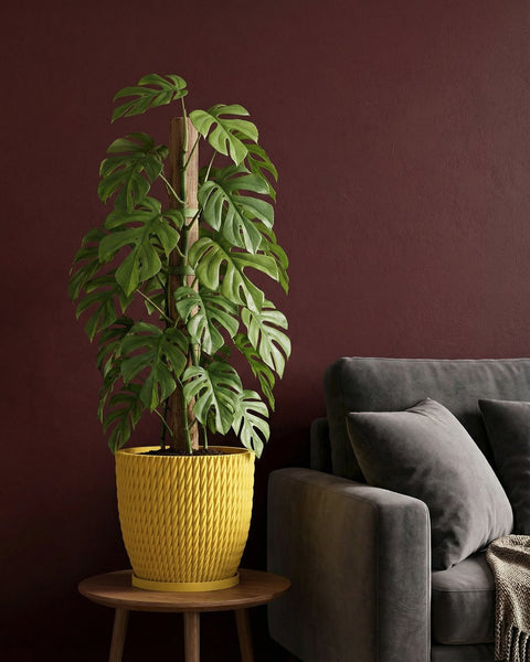 A tall Monstera plant in a yellow woven-texture planter pot sits on a wooden table next to a gray sofa.