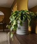 A Philodendron plant in a gray ribbed planter pot sits on a dark wood surface, with a mirror and yellow wall in the background.