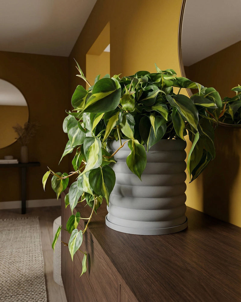 A Philodendron plant in a gray ribbed planter pot sits on a dark wood surface, with a mirror and yellow wall in the background.