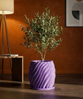 A small olive tree in a purple, swirling planter pot sits on a wooden floor in front of an orange wall.