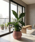 A pink planter pot with a Monstera adansonii plant sits on a wooden shelf in a well-lit room. The pot has a unique, vertically ribbed design. The plant's green leaves cascade over the pot's edge. A wooden chair and framed artwork are visible in the background.