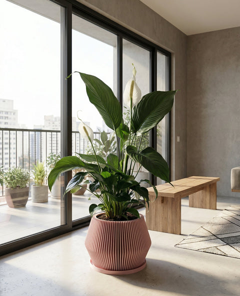 A pink planter pot with a Monstera adansonii plant sits on a wooden shelf in a well-lit room. The pot has a unique, vertically ribbed design. The plant's green leaves cascade over the pot's edge. A wooden chair and framed artwork are visible in the background.