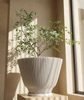 A white, fluted planter pot sits on a light wood stand, holding a small tree with green leaves and white flowers. Sunlight streams in from a nearby window, casting shadows on the wall behind the pot. The background is a neutral beige color.