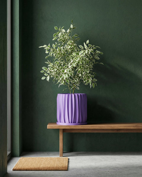 A money tree plant in a purple planter pot sits on a dark wood floor next to a window and a chair.