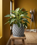 A gray planter pot with a spiral design sits on a wooden stool, holding a lush green and white plant. The background is a warm yellow wall.