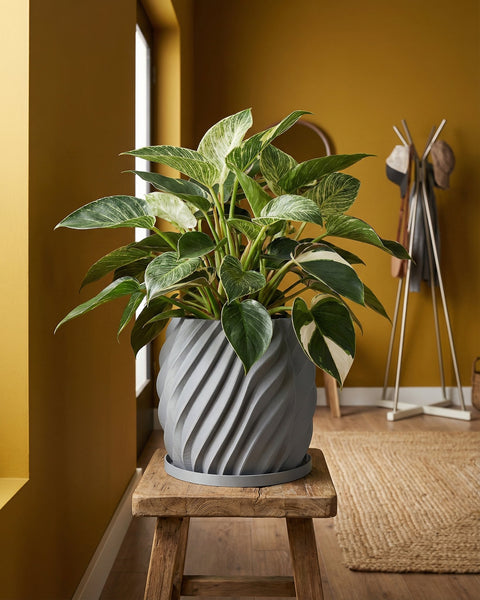 A gray planter pot with a spiral design sits on a wooden stool, holding a lush green and white plant. The background is a warm yellow wall.