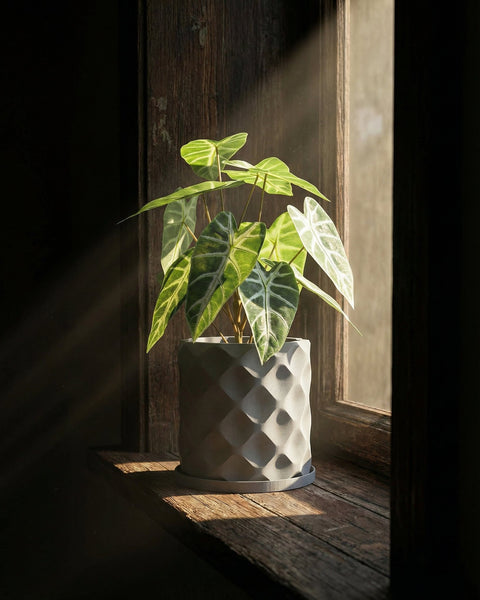 A potted plant with patterned leaves sits on a wooden windowsill in a gray geometric planter pot, illuminated by sunlight.