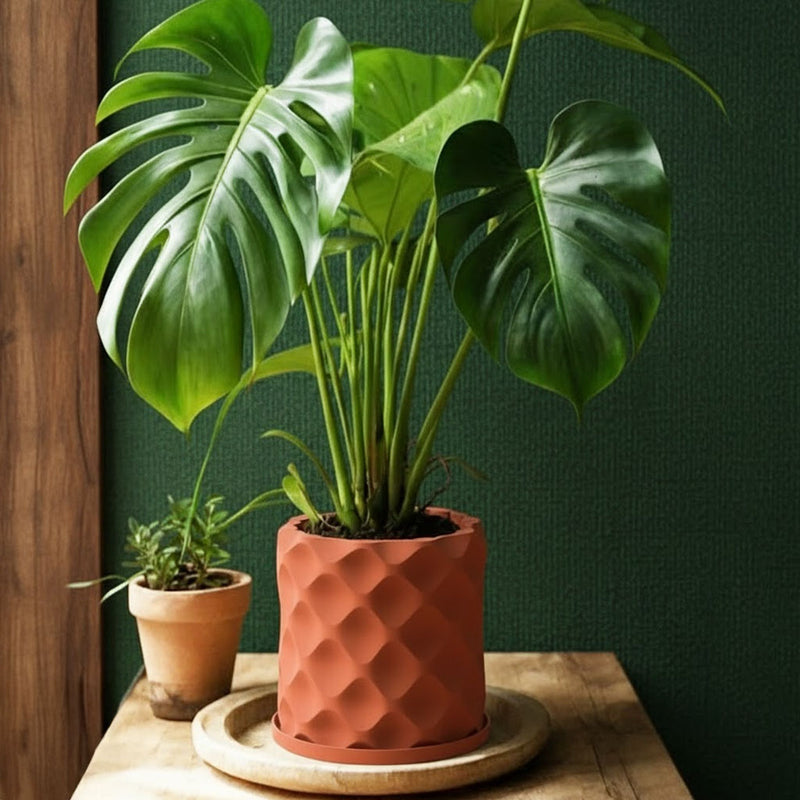 Terracotta Orange Scoop