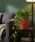 A vibrant pothos plant cascades from a textured terracotta planter, adding a touch of nature to a cozy living space.