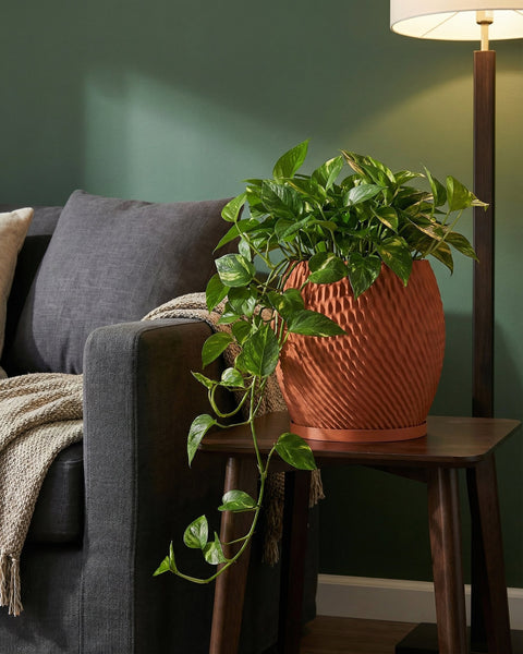 A vibrant pothos plant cascades from a textured terracotta planter, adding a touch of nature to a cozy living space.
