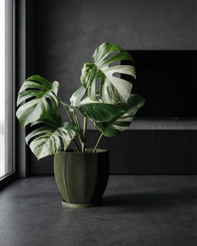 Avocado Green Coconut