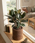 A rubber plant in a brown, wavy-textured planter pot sits on a windowsill next to a stack of books and a mug.