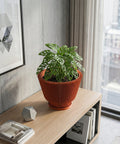 A Swiss cheese plant in a terracotta planter pot sits on a light wood shelf next to a window. A framed geometric print hangs on the wall behind the plant. A concrete polyhedron and books are also on the shelf.