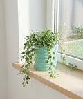 A light blue planter pot with a green ivy plant sits on a wooden shelf in front of a window.