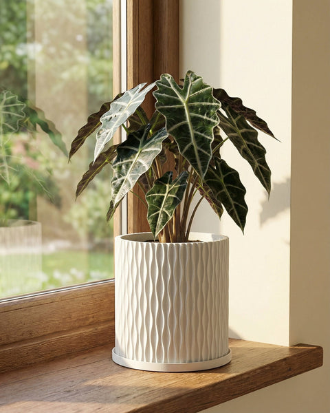 A Pilea peperomioides plant sits in a white, textured planter on a dark wooden side table next to a gray couch.