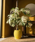 A Monstera plant with variegated leaves in a yellow textured planter pot sits on a jute rug.