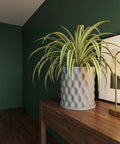 A spider plant in a gray, textured planter pot sits on a wooden table against a dark green wall.