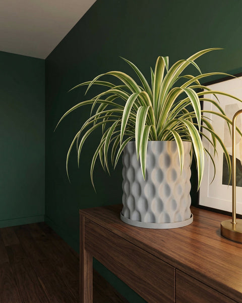 A spider plant in a gray, textured planter pot sits on a wooden table against a dark green wall.