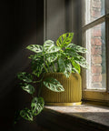 A vibrant pothos plant cascades from a yellow geometric planter atop a wooden cabinet, next to a stack of books and a golden geometric sculpture.