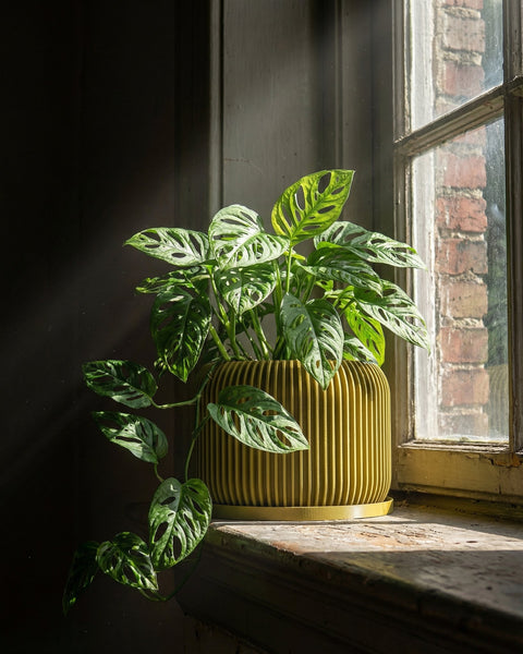 A vibrant pothos plant cascades from a yellow geometric planter atop a wooden cabinet, next to a stack of books and a golden geometric sculpture.