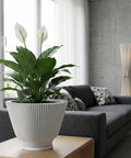 A peace lily plant in a fluted white planter pot sits on a wooden table in a modern living room. The plant has large green leaves and two white flowers. A gray sofa with patterned pillows is visible in the background, along with a window with sheer white curtains and a concrete wall.