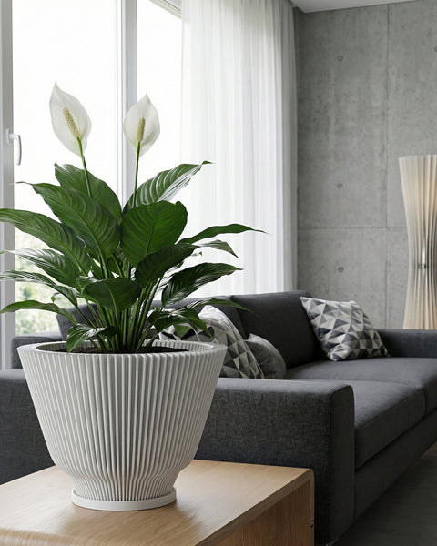 A peace lily plant in a fluted white planter pot sits on a wooden table in a modern living room. The plant has large green leaves and two white flowers. A gray sofa with patterned pillows is visible in the background, along with a window with sheer white curtains and a concrete wall.