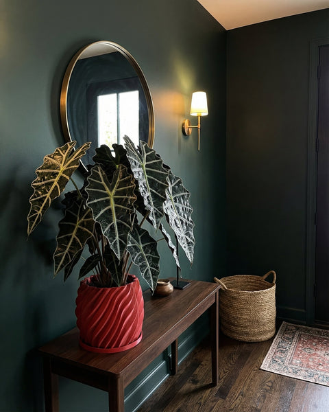 A red planter pot with a large green plant sits on a wooden table in a room with dark green walls. A round mirror and a wall sconce are on the wall.