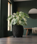A Monstera plant in a black, textured planter pot sits on a dark wood floor in a room with dark green walls.