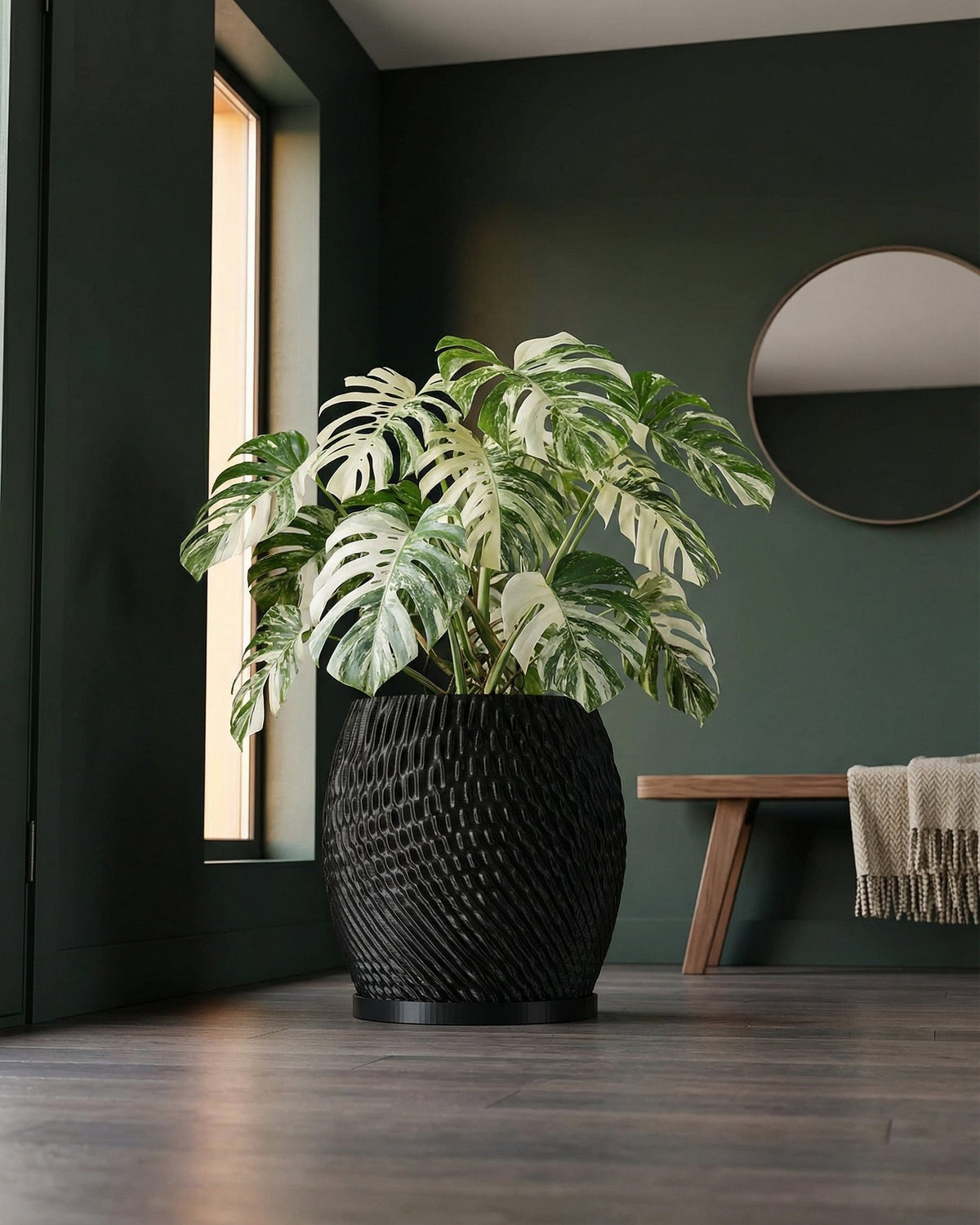 A Monstera plant in a black, textured planter pot sits on a dark wood floor in a room with dark green walls.