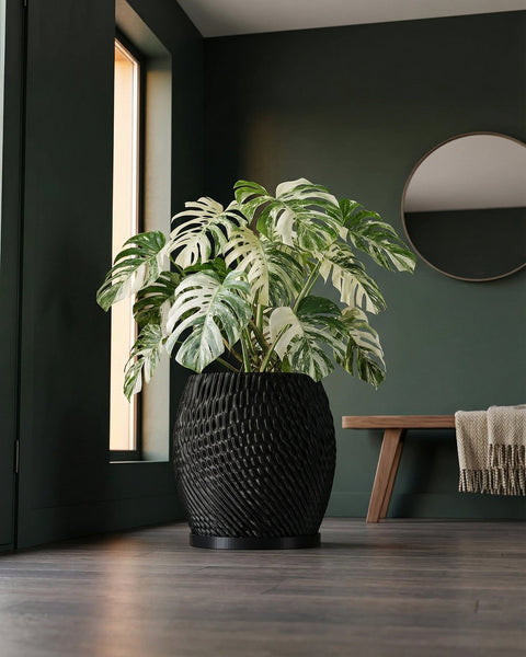A Monstera plant in a black, textured planter pot sits on a dark wood floor in a room with dark green walls.