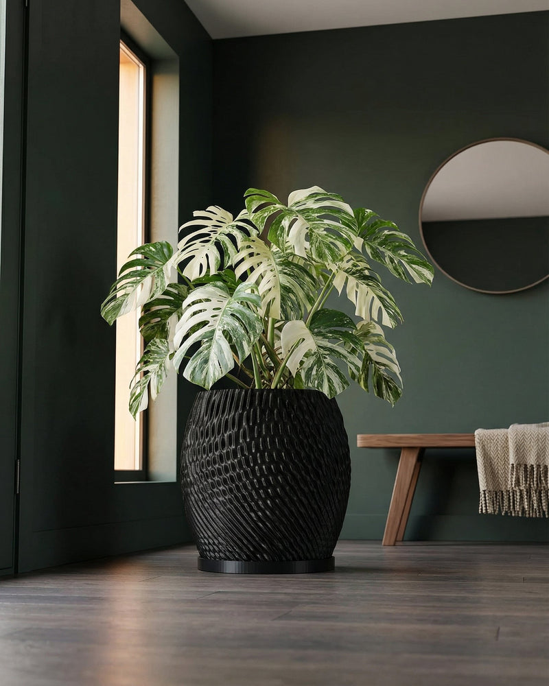 A Monstera plant in a black, textured planter pot sits on a dark wood floor in a room with dark green walls.