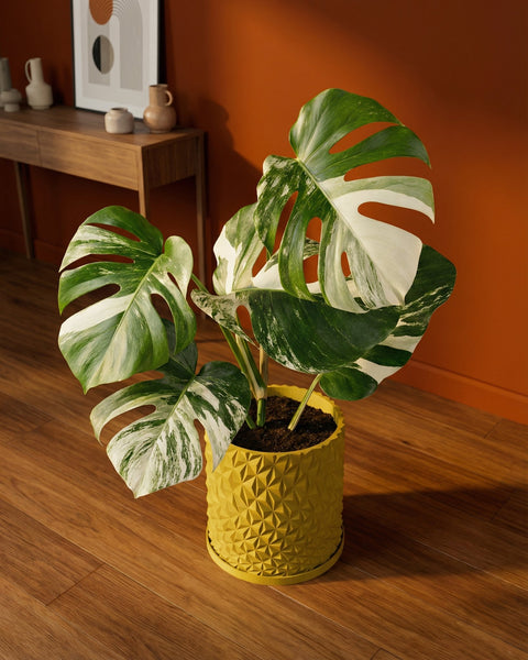 A variegated Monstera plant sits in a yellow geometric planter pot on a wooden floor, against an orange wall.