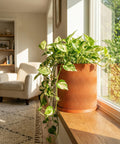 A vibrant pothos plant cascades from a terracotta-colored planter with a wavy design, sitting on a sunlit windowsill.