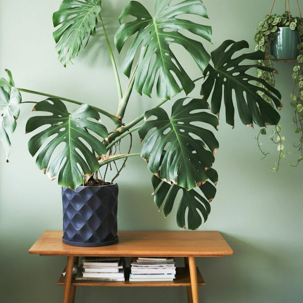 Deep Ocean Blue Scoop