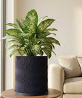 A Dieffenbachia plant in a modern, dark blue planter pot with a wavy design, sitting on a round wooden table next to a beige couch.