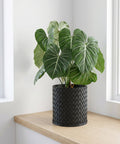 A Philodendron gloriosum plant in a black woven planter pot sits on a light wood surface between two windows.