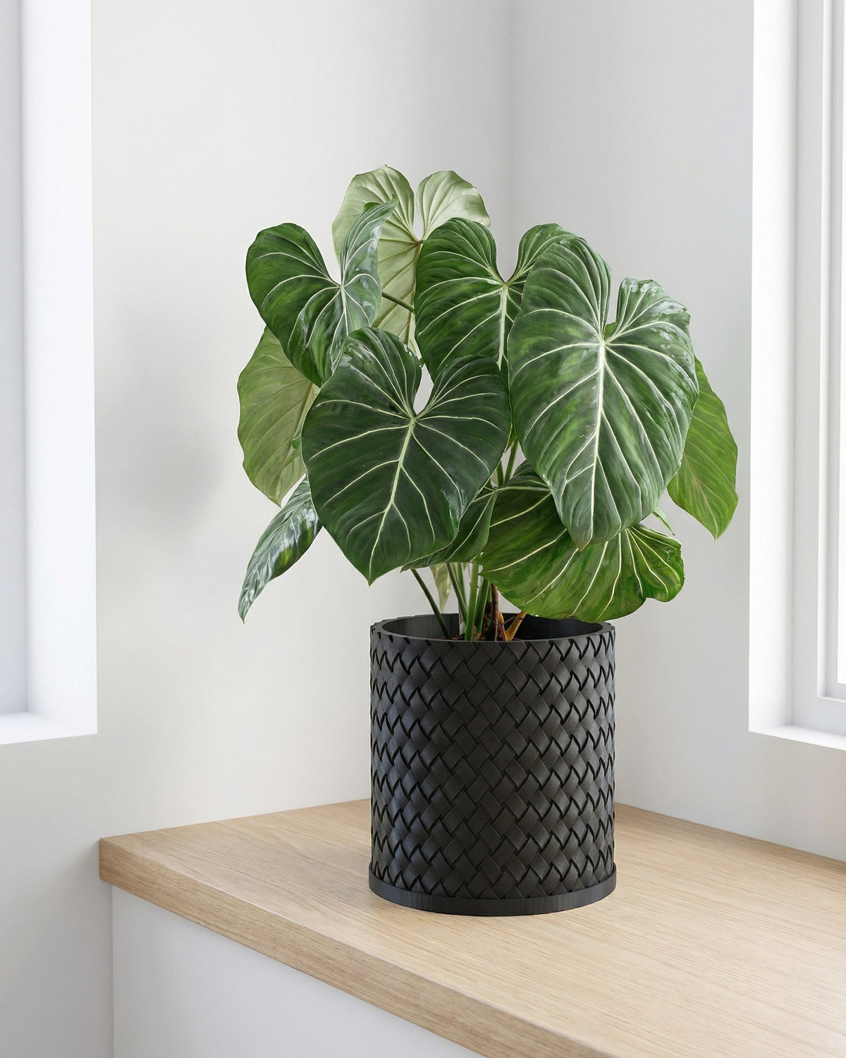 A Philodendron gloriosum plant in a black woven planter pot sits on a light wood surface between two windows.