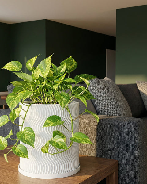 A vibrant golden pothos plant cascades from a white, wavy-textured planter pot, adding a touch of nature to a modern living space.